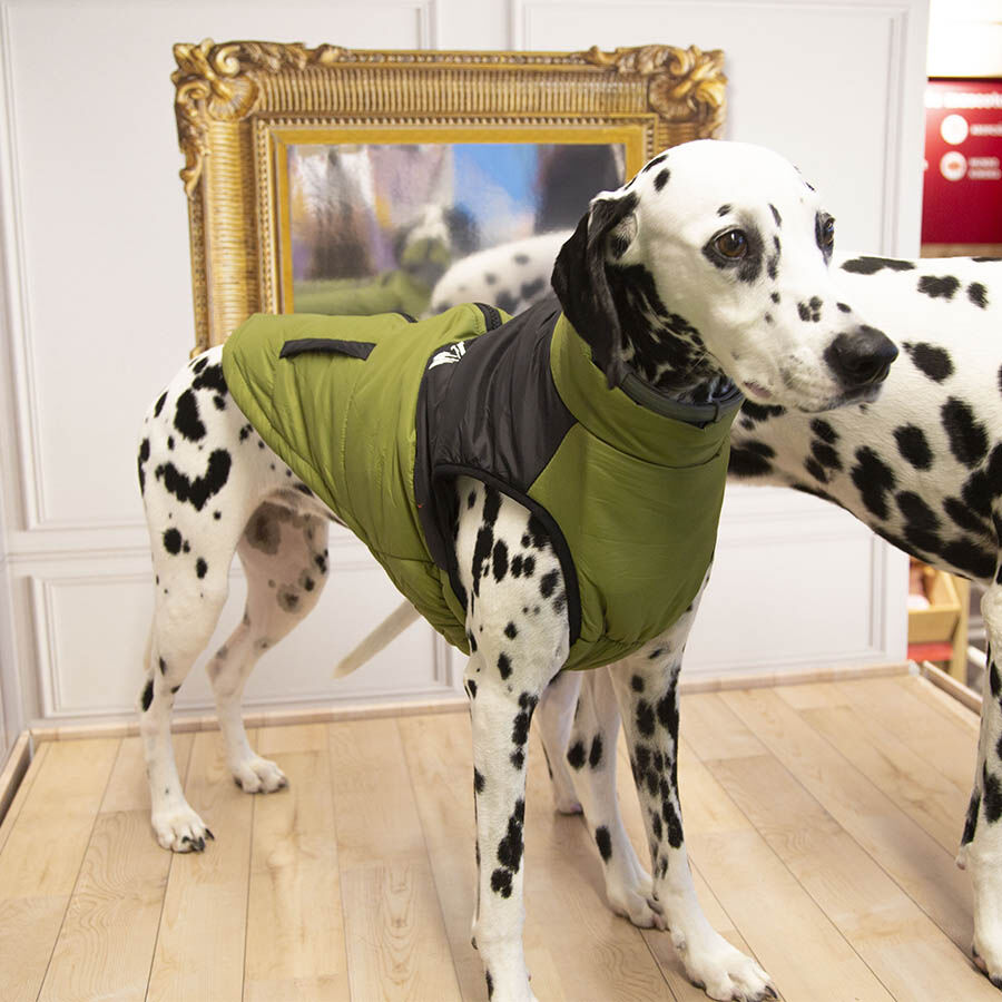 Outech White Mountain Abrigo para perros, , large Imagen numero 2